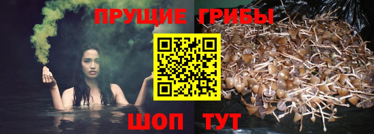 Псилоцибиновые грибы GOLDEN TEACHER Ипатово